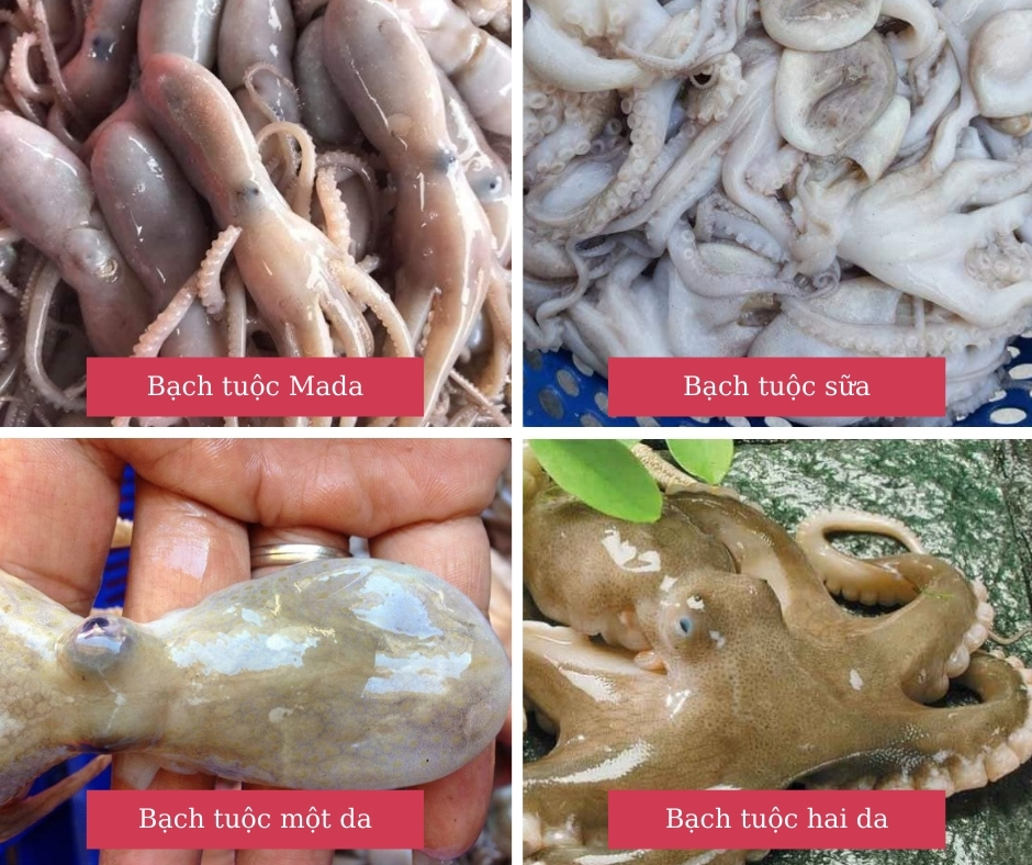 Hình ảnh các loại bạch tuộc | bếp nhà pi | bepnhapi.com