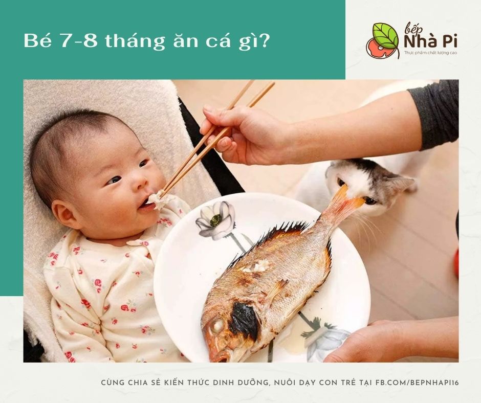 Bé 7 – 8 tháng tuổi ăn được cá gì? Những lưu ý cho bé ăn dặm - Máy Ép Cám Nổi | Dây Chuyền Sản Xuất Thức Ăn Thủy Sản Tối Ưu
