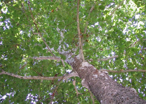 Cây sycamore là cây gì - Ứng dụng của loại gỗ này là gì?