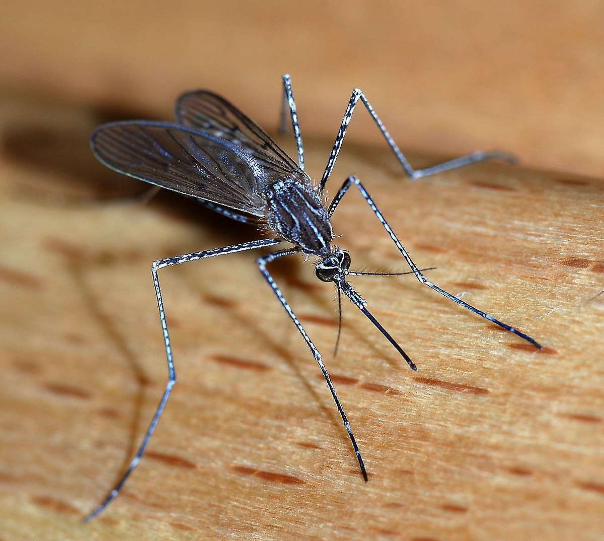Con muỗi số mấy? Con muỗi là số mấy may mắn tài lộc trong Phong Thuỷ