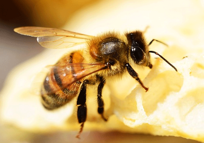 Con ong số mấy? Con ong là số mấy may mắn nhất trong phong thủy