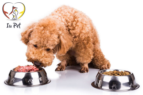Công thức thức ăn cho chó Poodle mà bạn cần biết