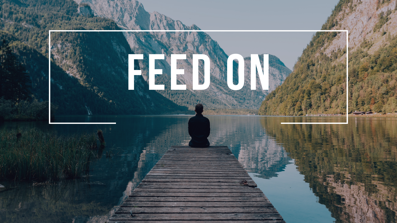 Feed On là gì và cấu trúc cụm từ Feed On trong câu Tiếng Anh