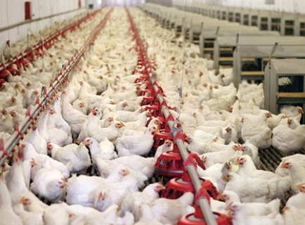 Giá thịt gà công nghiệp bao nhiêu tiền 1kg hiện nay? [mới nhất 2022]
