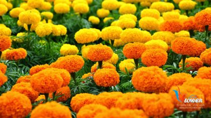 Marigold Là Hoa Gì : Định Nghĩa, Ví Dụ, Cúc Vạn Thọ