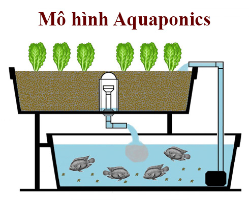 Mô hình Aquaponics là gì? (Chi tiết)
