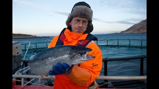 Phân biệt cá hồi Na Uy salmon và trout