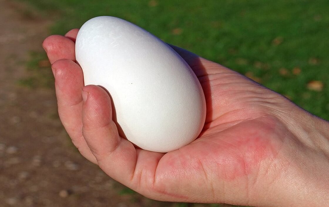 Tác dụng của trứng ngỗng với sức khỏe khiến bạn phải ngã ngửa