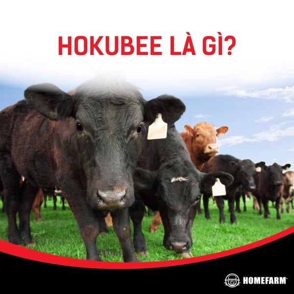 Thịt bò Úc Hokubee tại Homefarm có phải thịt bò công nghệ?