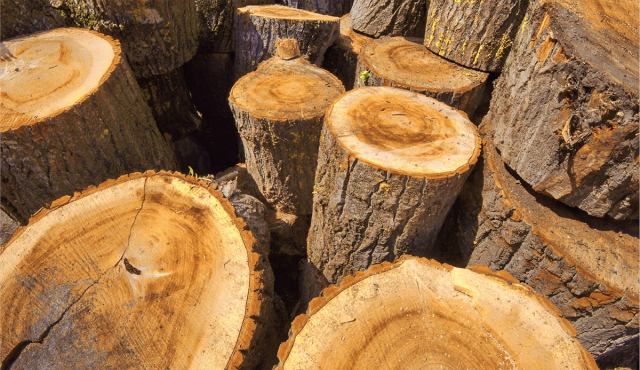 TIN TỨC Gỗ gù hương là gỗ gì, thuộc nhóm mấy và có tốt không?